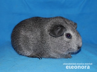 Hanka